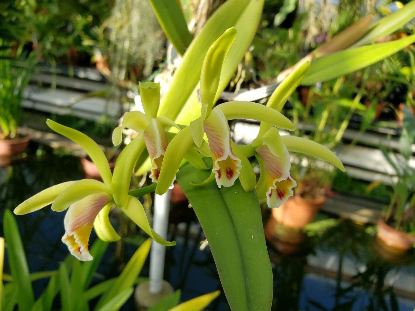 Cattleya mooreana flower