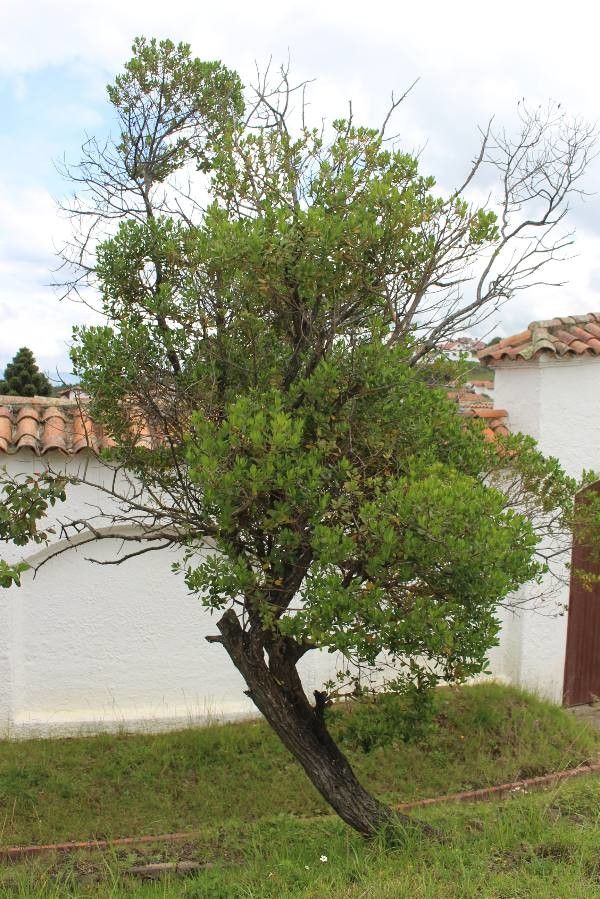 Baccharis macrantha habit