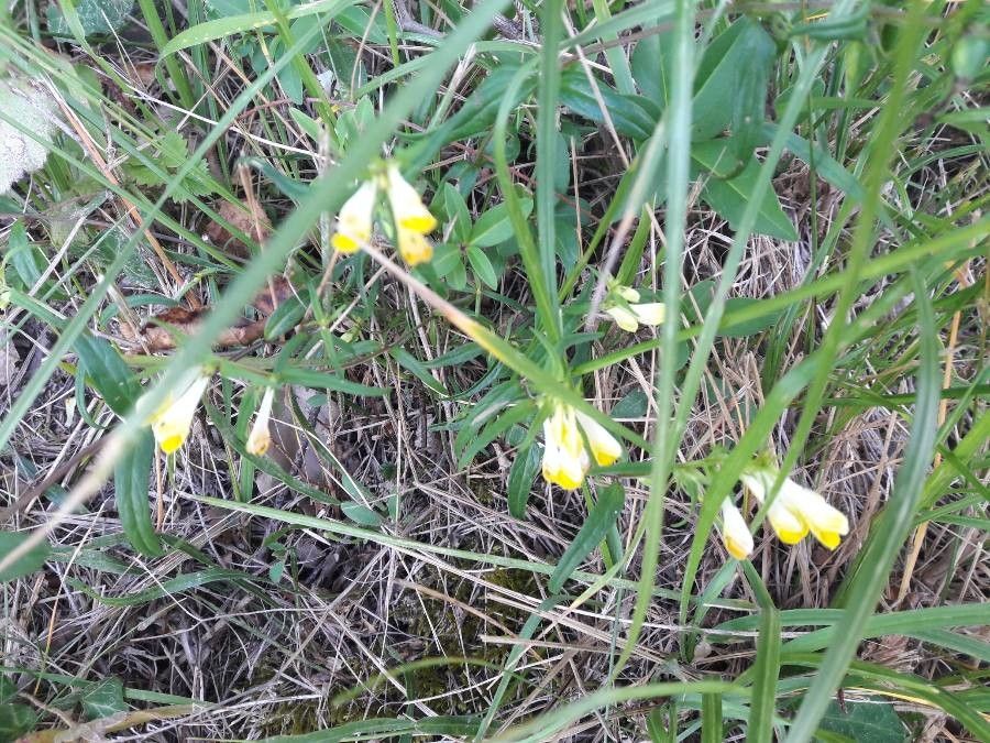 Melampyrum pratense flower