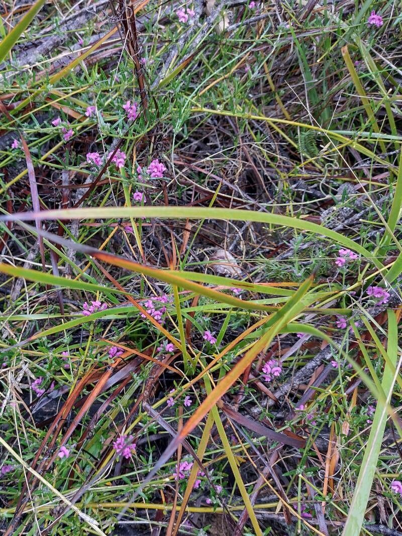 Mirbelia rubiifolia habit