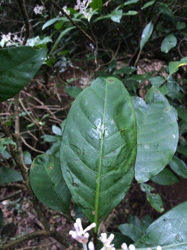 Chassalia corallioides leaf