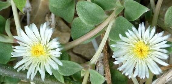 Delosperma tradescantioides — houseplant care guide