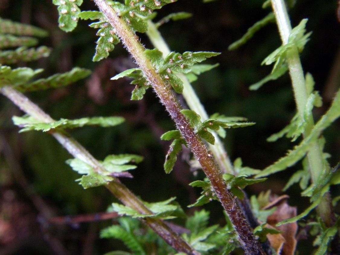 Thelypteris resinifera bark