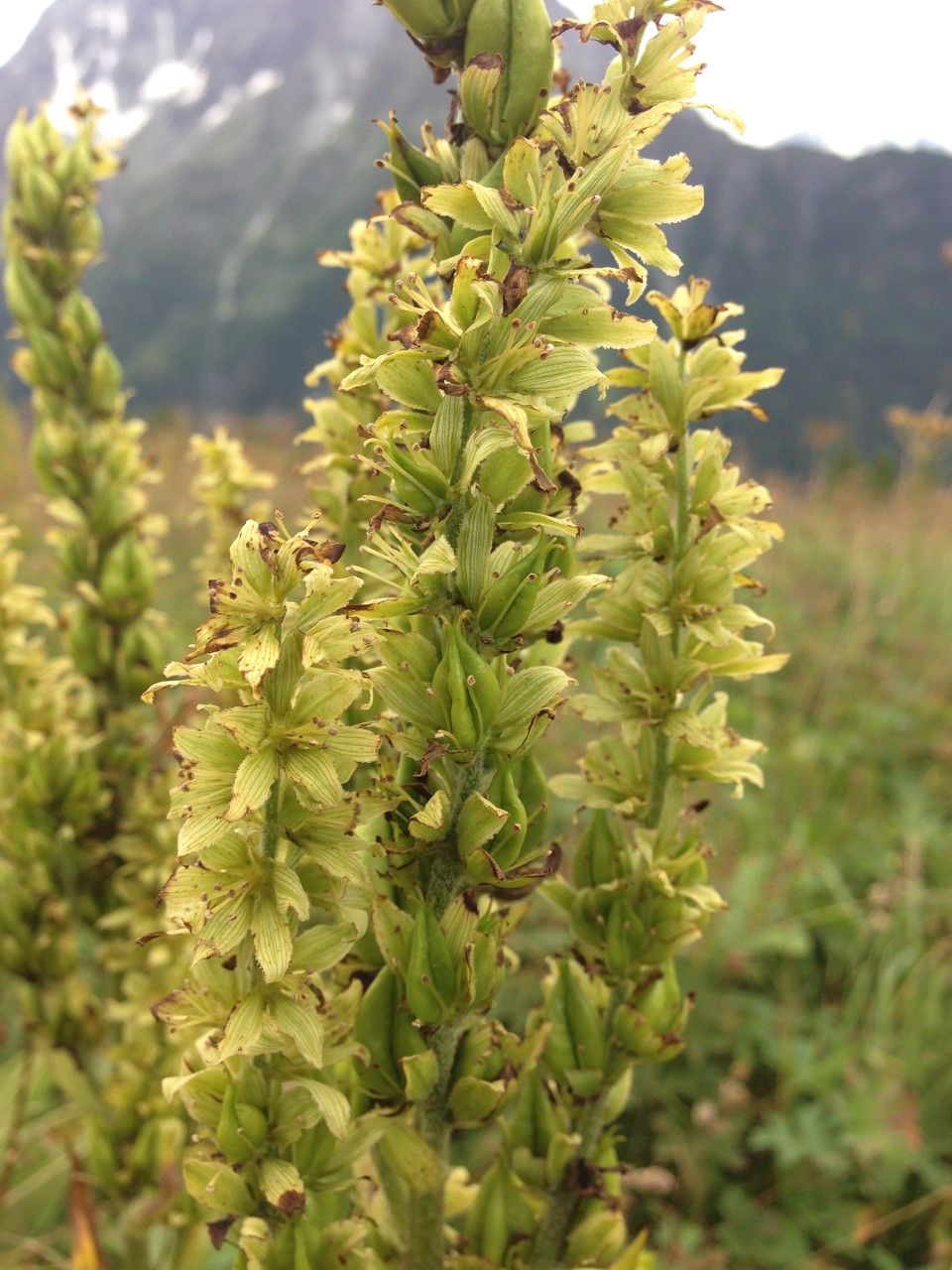 Veratrum album fruit