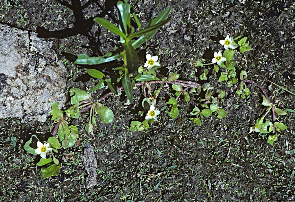 Bacopa eisenii habit
