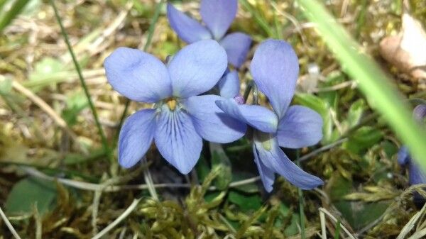 Viola jordanii flower