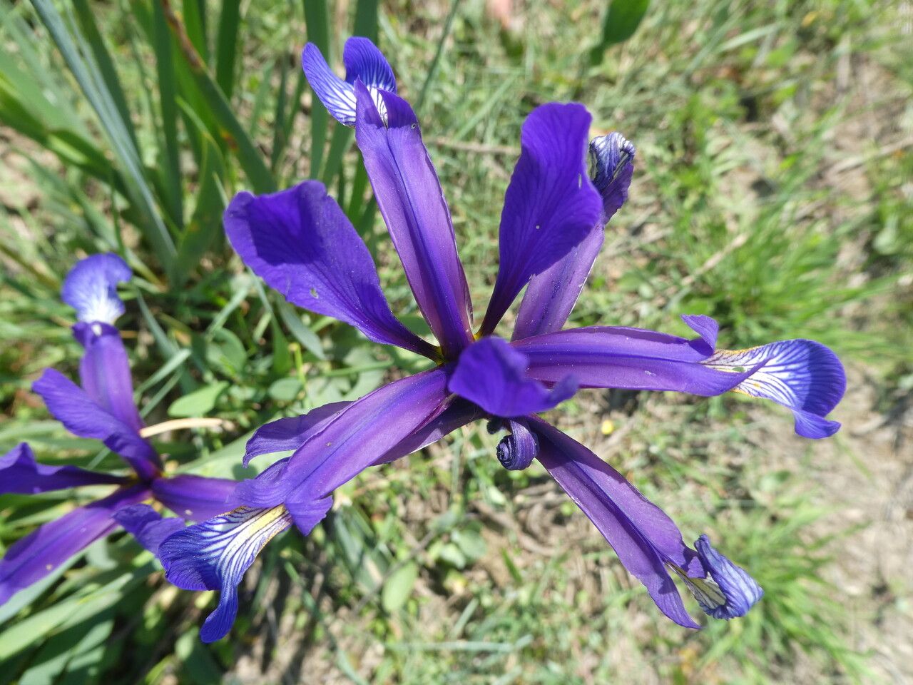 Iris spuria flower