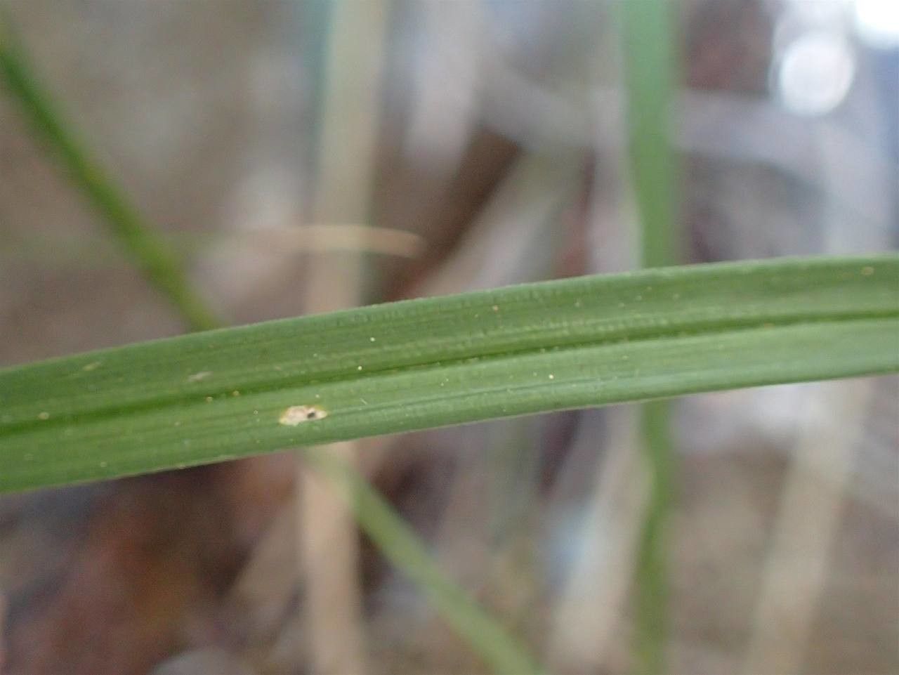 Carex pairae leaf