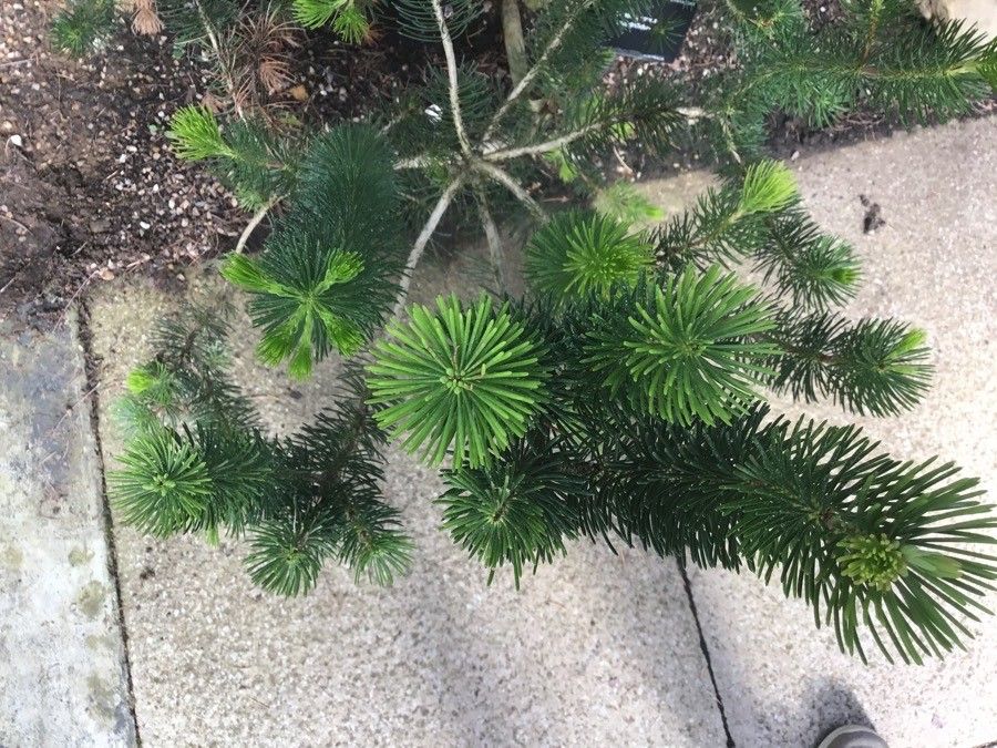 Calothamnus quadrifidus leaf