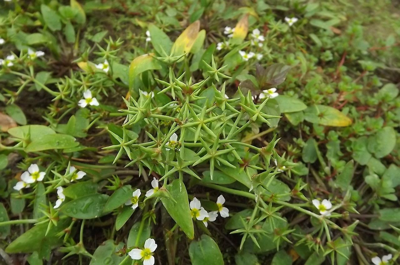 Damasonium alisma fruit
