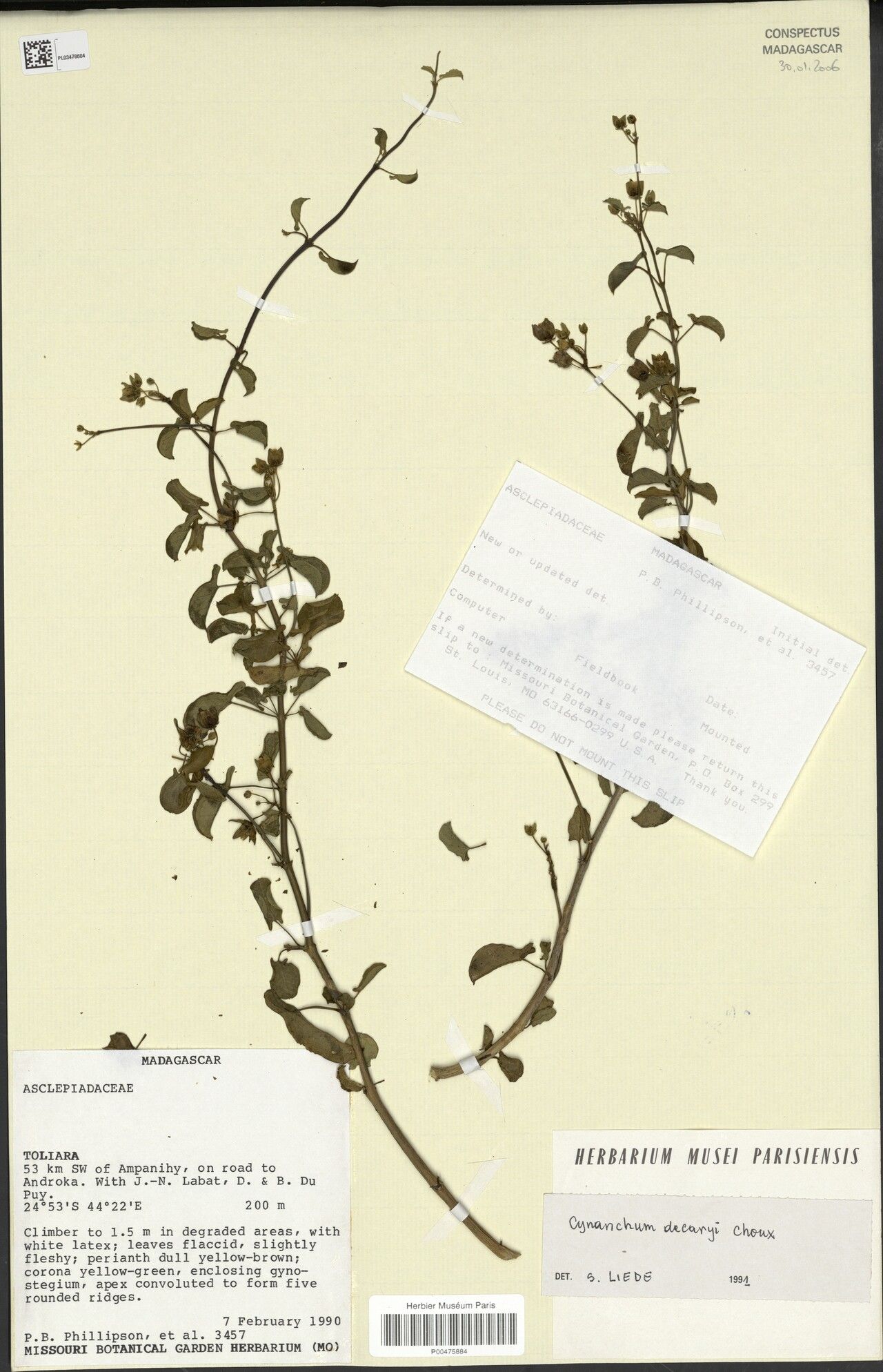 Cynanchum decaryi — houseplant care guide