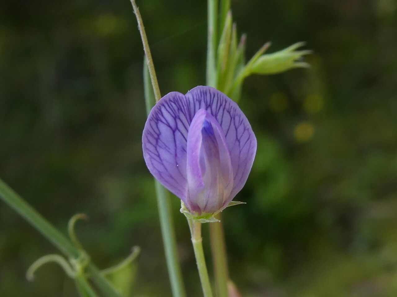 Lathyrus angulatus flower
