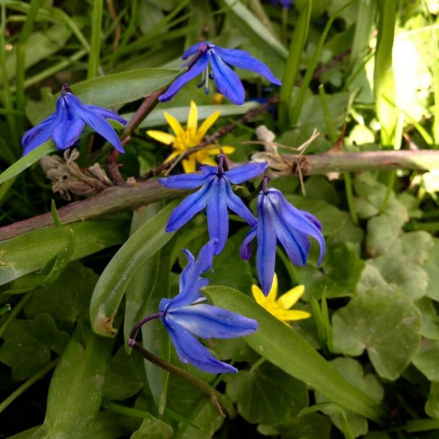 Scilla bifolia flower