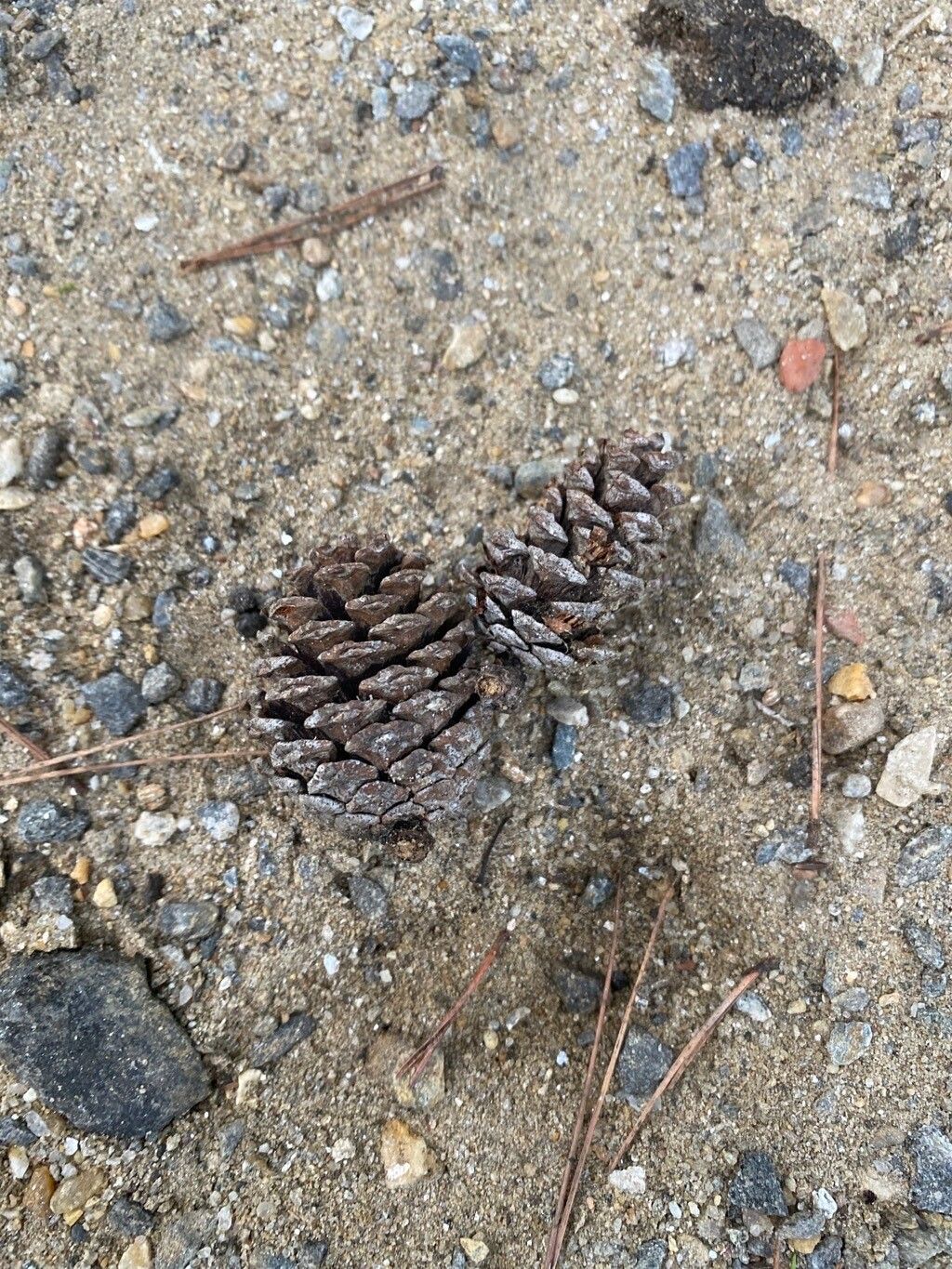Pinus virginiana fruit