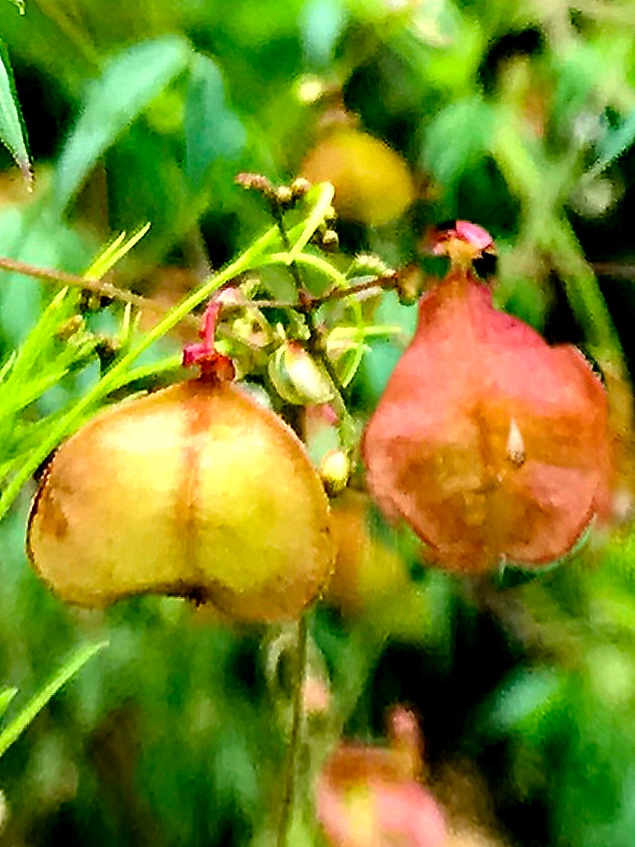 Cardiospermum microcarpum