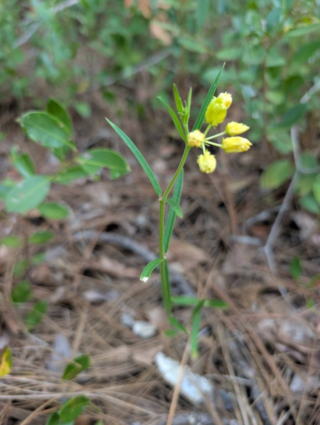 Asclepias pedicellata flower