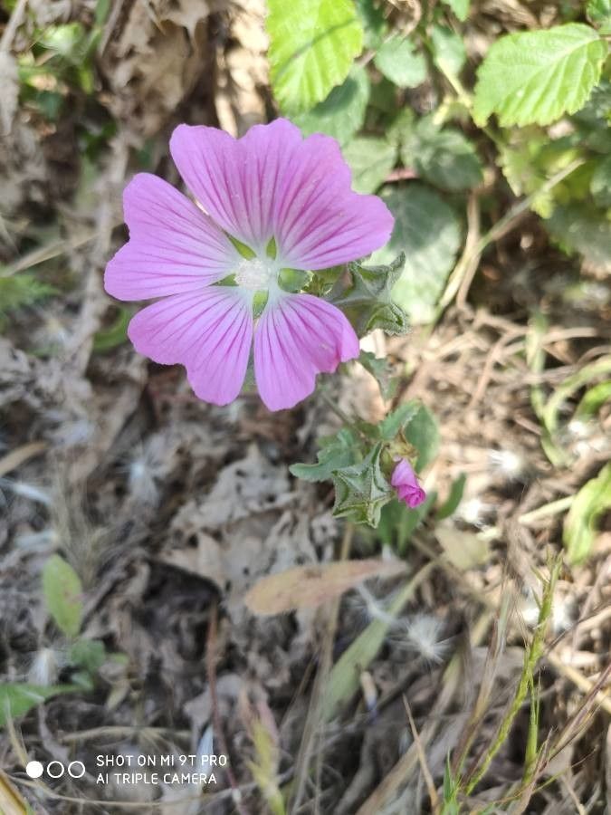 Lavatera punctata — search result for 'Malva'