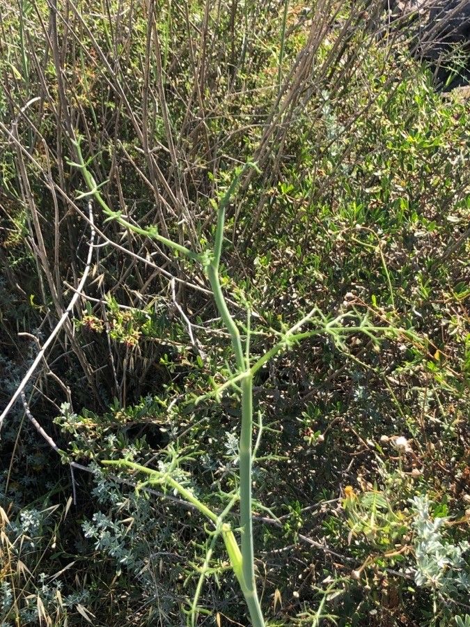 Seseli tortuosum leaf