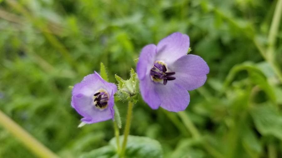 Pholistoma auritum flower