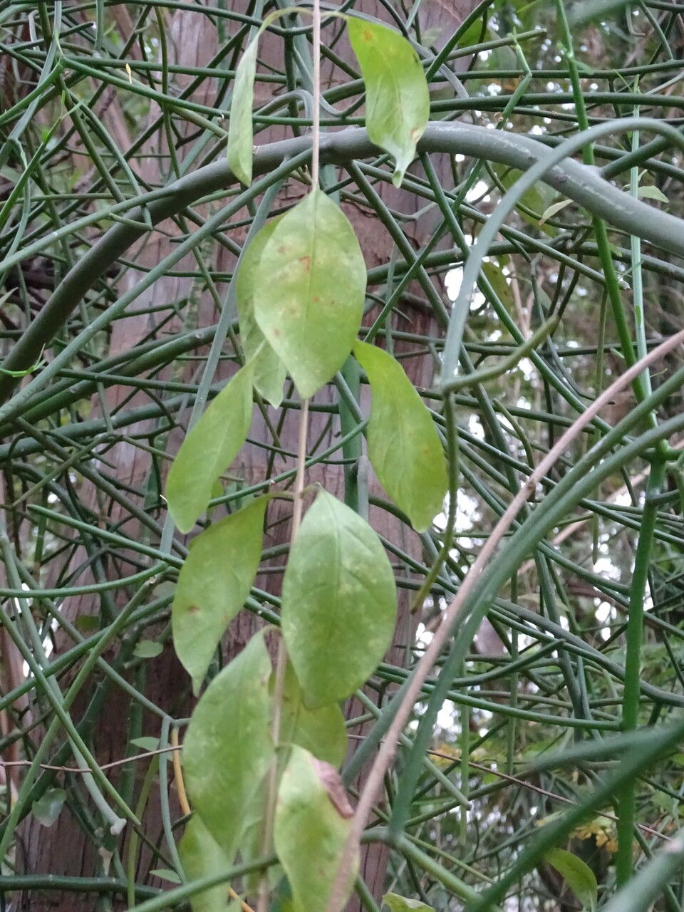 Lawsonia inermis — search result for 'Lythraceae'