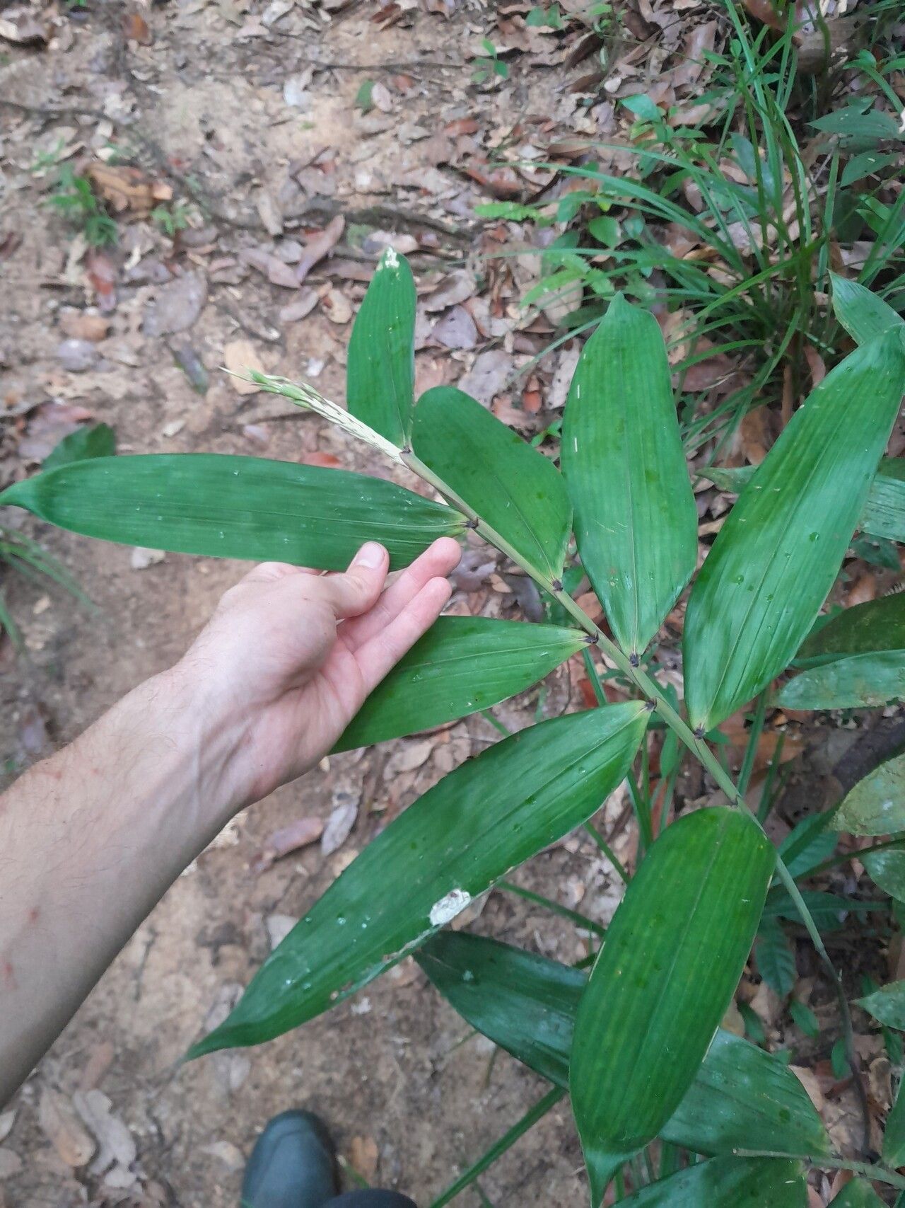 Olyra obliquifolia — houseplant care guide