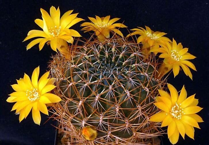 Rebutia glomeriseta flower