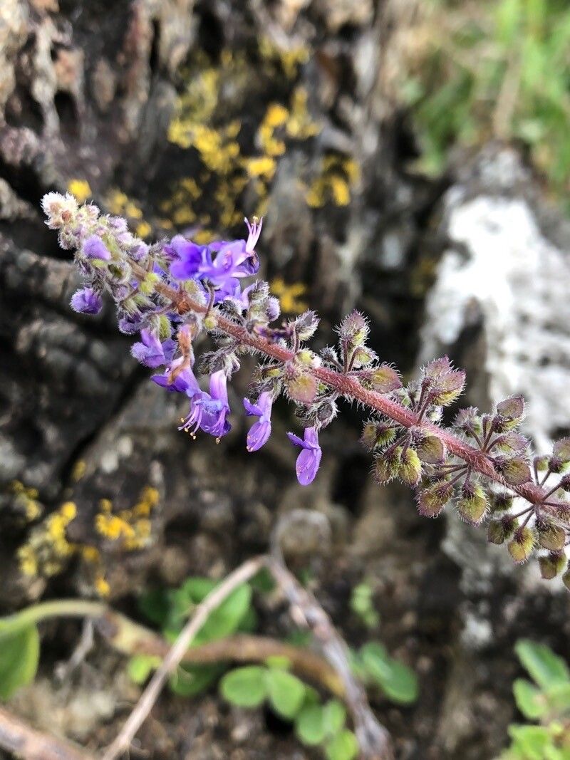 Plectranthus cremnus flower