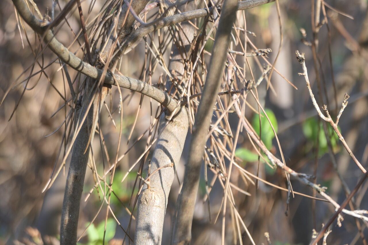 Rhododendron mucronulatum bark