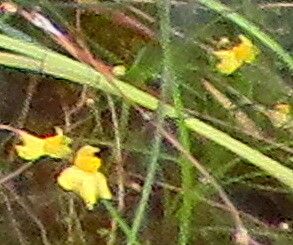 Utricularia flaccida flower