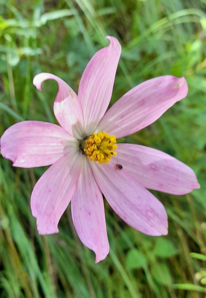 Cosmos peucedanifolius flower