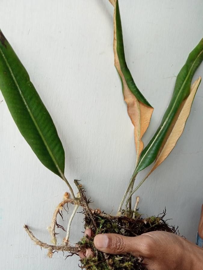 Elaphoglossum amygdalifolium leaf