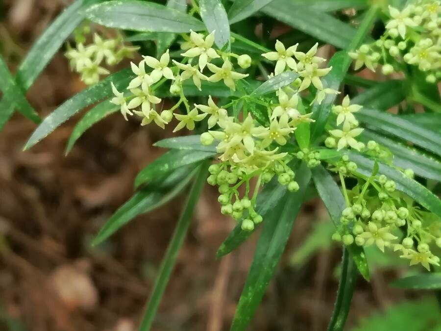 Rubia agostinhoi flower