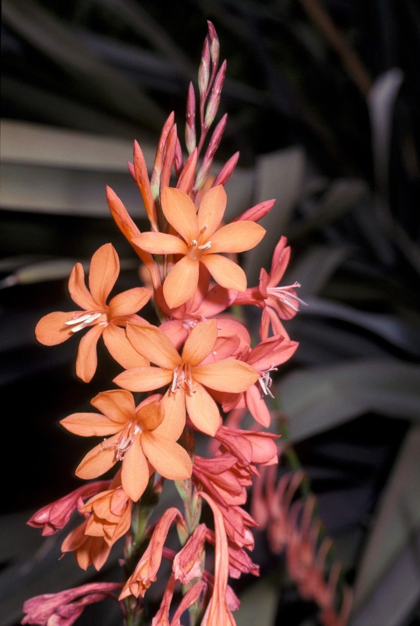 Watsonia meriana flower
