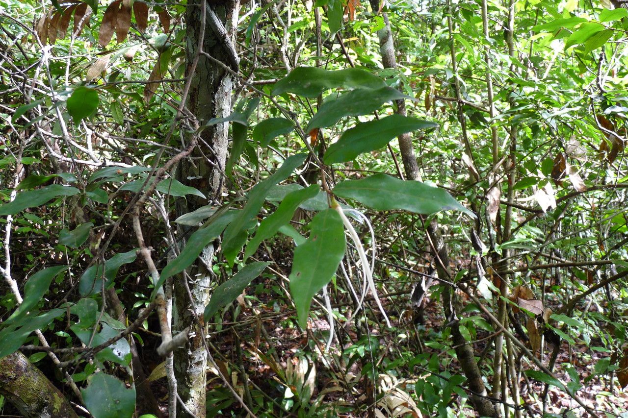 Xylopia acutiflora — related species from the same genus
