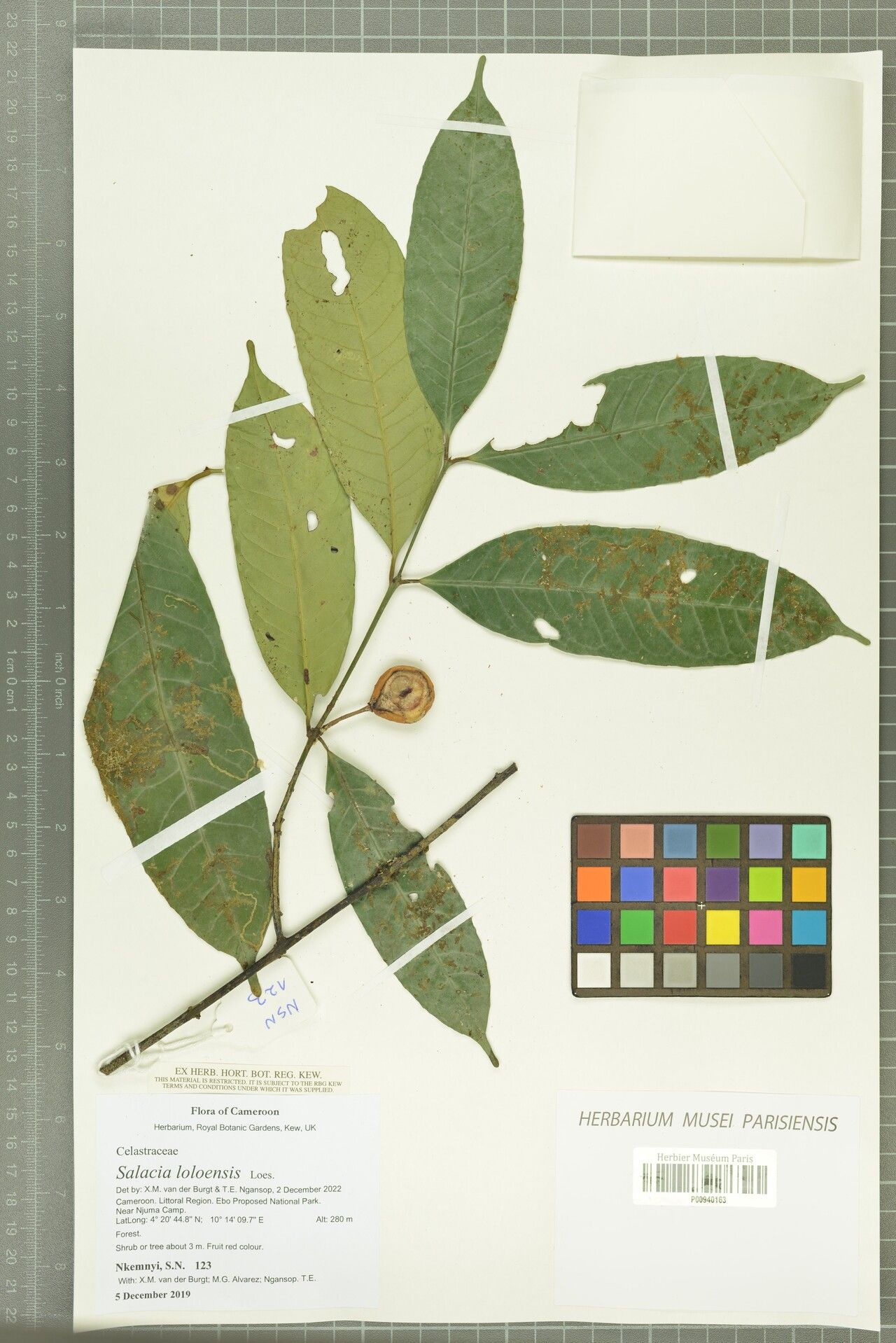 Salacia loloensis — houseplant care guide