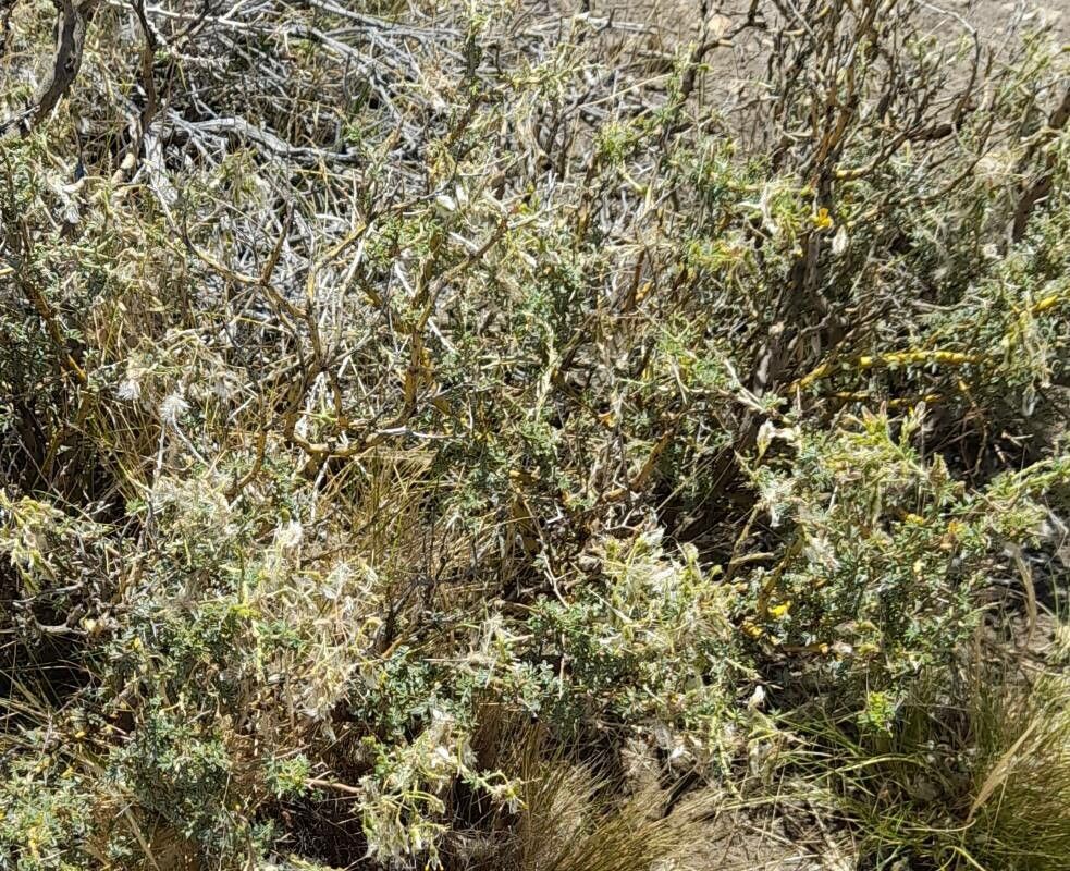 Adesmia adrianii habit