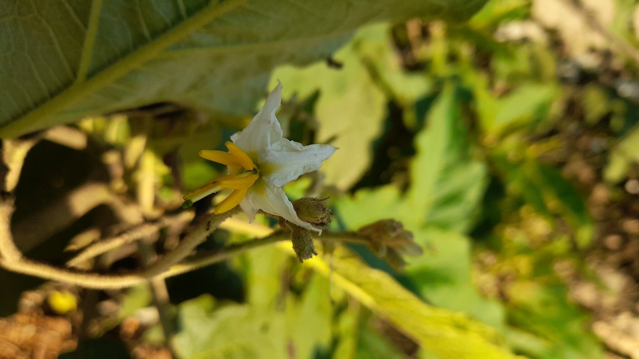 Solanum albidum flower