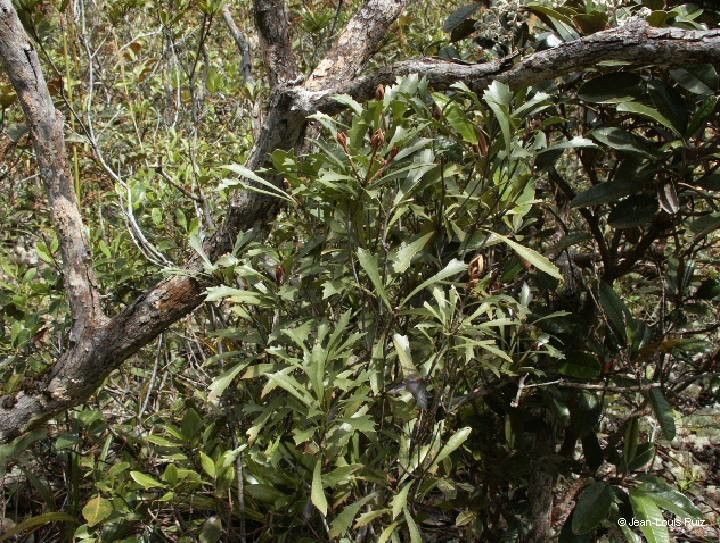 Pittosporum kaalense habit