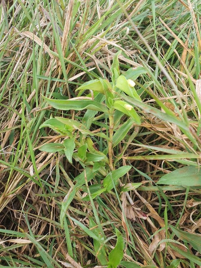 Commelina africana habit