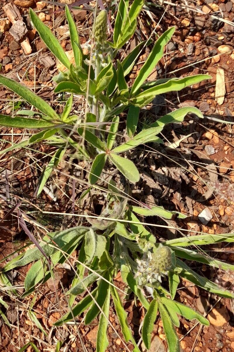 Lupinus paraguariensis habit