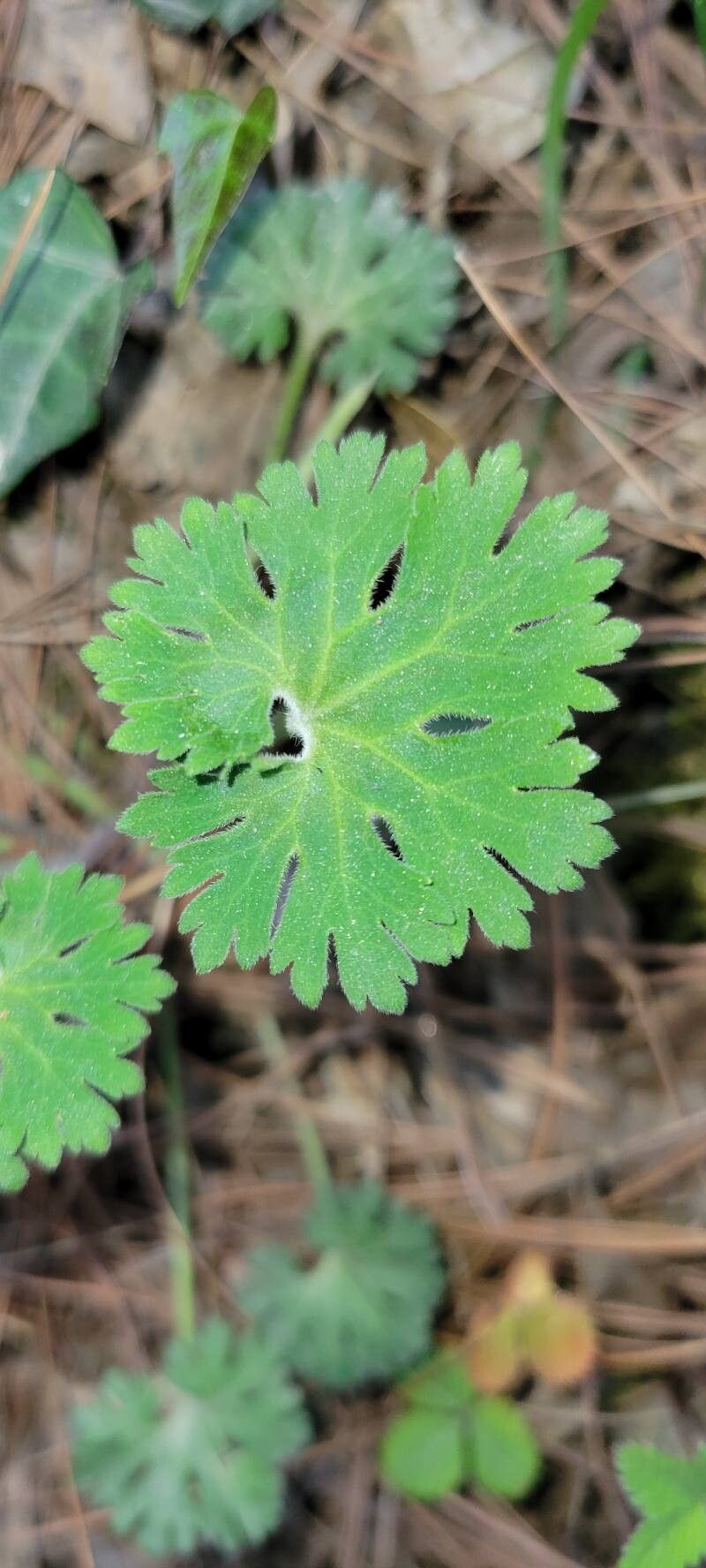 Androsace geraniifolia — houseplant care guide