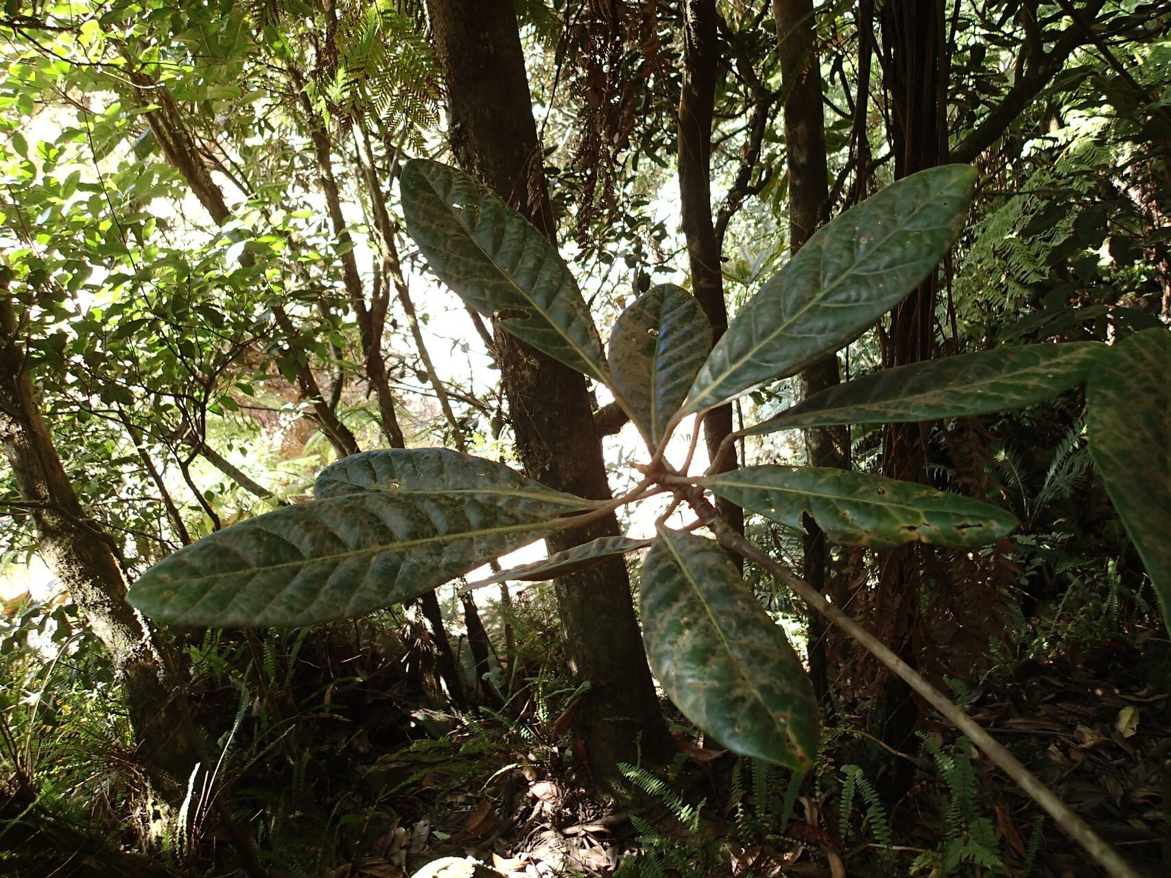 Elaeocarpus brachypodus — houseplant care guide