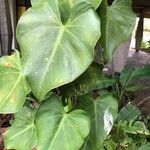 Philodendron hederaceum