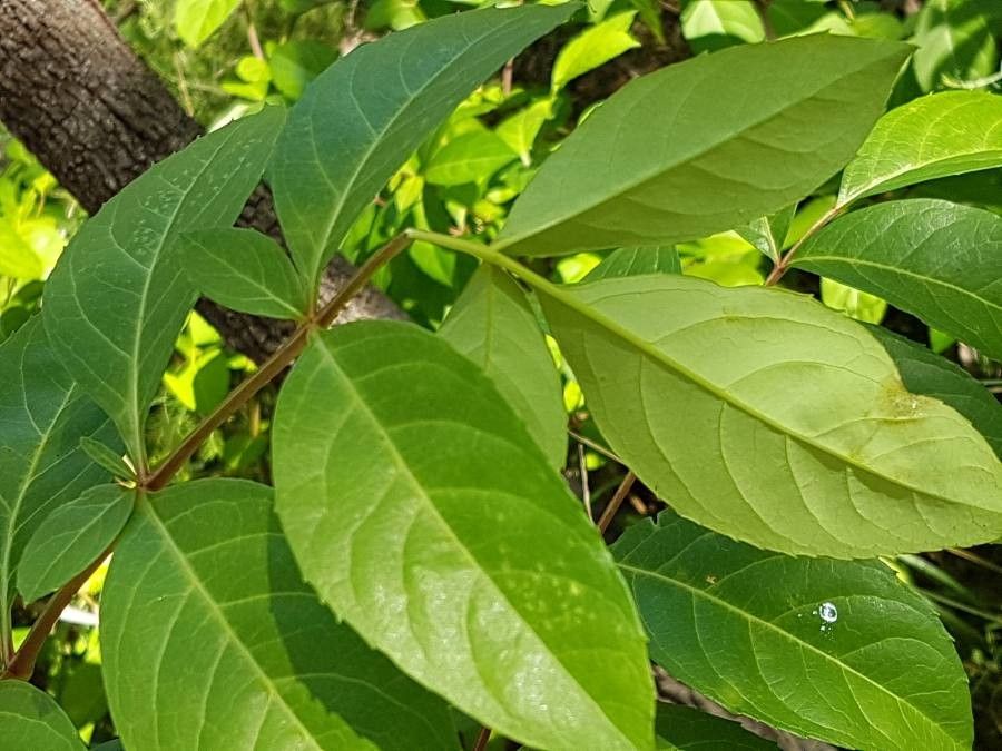 Polyscias sambucifolia — search result for 'Polyscias'