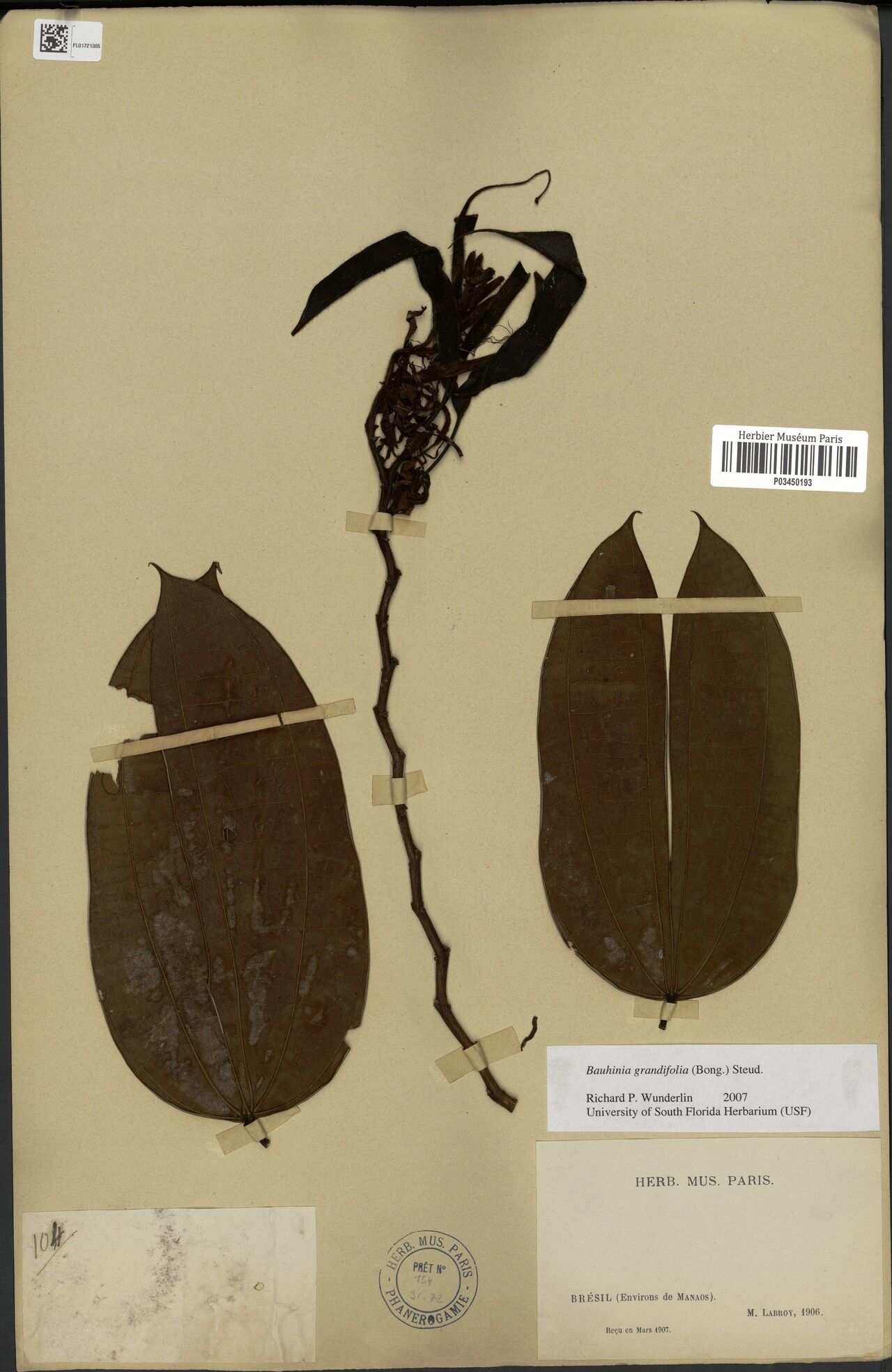 Bauhinia grandifolia leaf