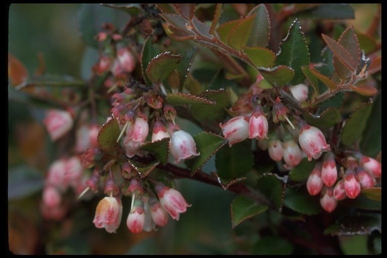 Vaccinium hirsutum — search result for 'Georgia'