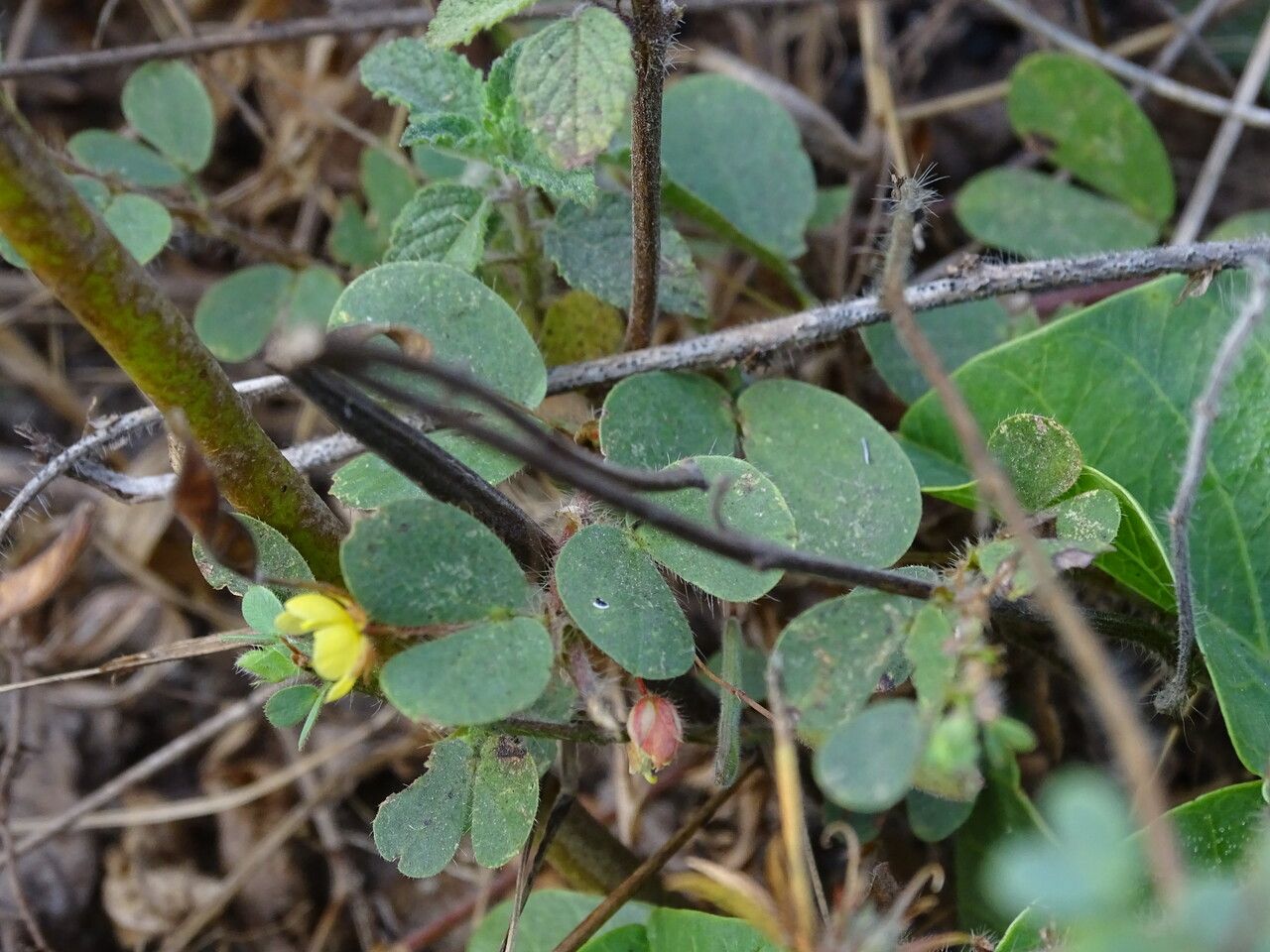 Chamaecrista rotundifolia — search result for 'Cassia'