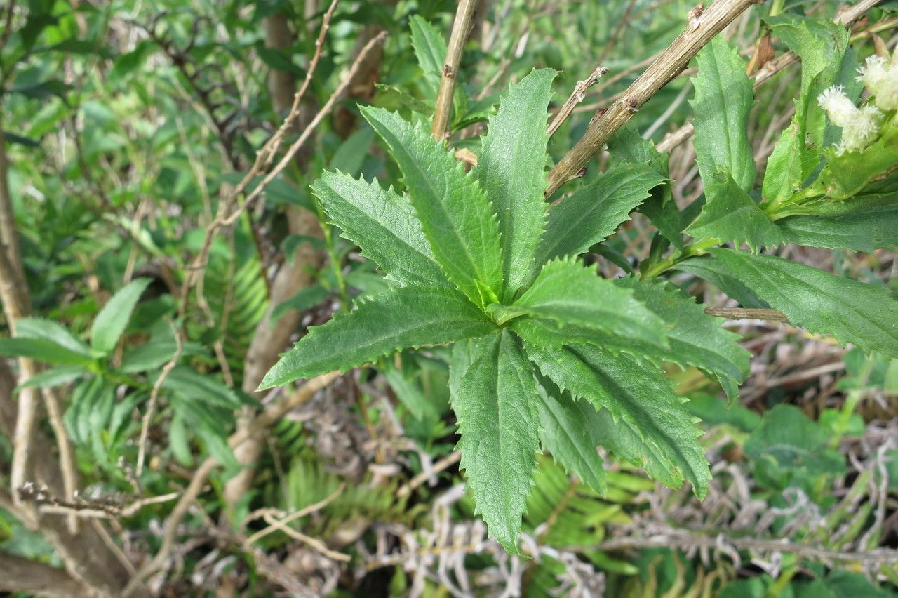 Baccharis sphaerocephala leaf