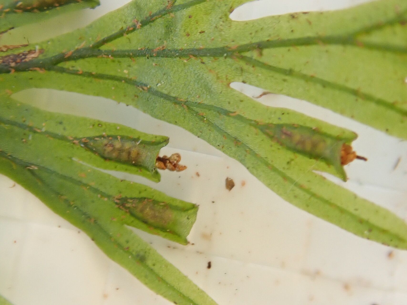 Trichomanes parvulum other