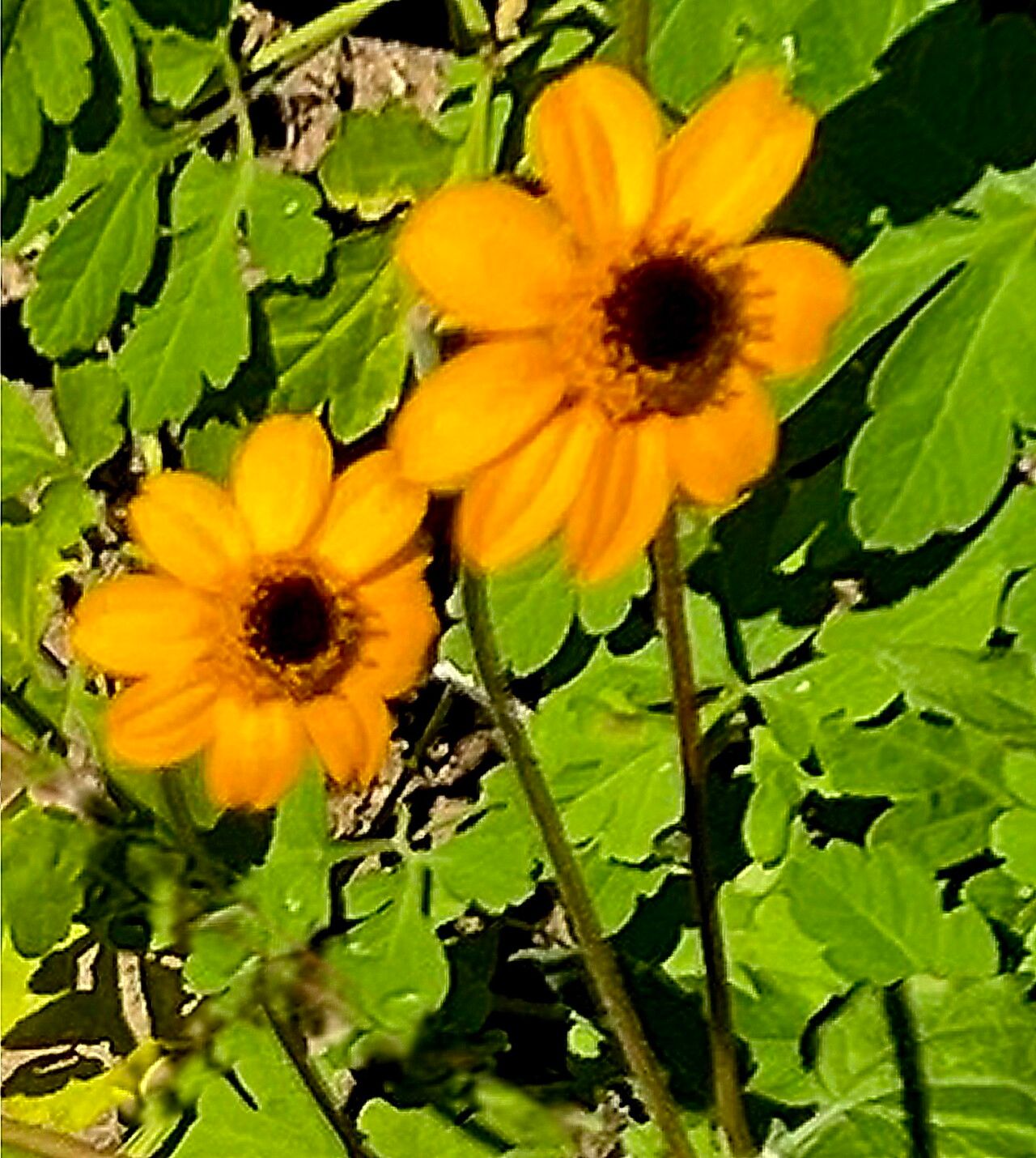 Heliopsis anomala